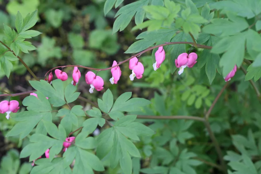 Великолепни сърца - Lamprocapnos spectabilis=Dicentra spectabilis