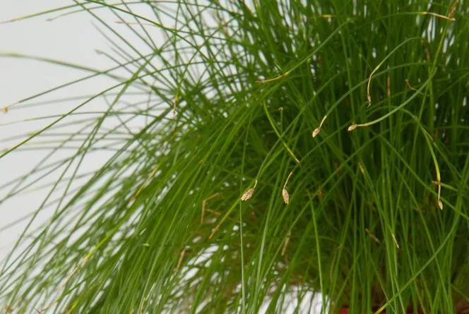 Scirpus cernua=Scirpus cernuus - Isolepis cernua=Scirpus cernuus