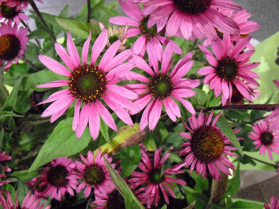 Echinacea purpurea 'Liliput' PBR - Echinacea purpurea 'Liliput'