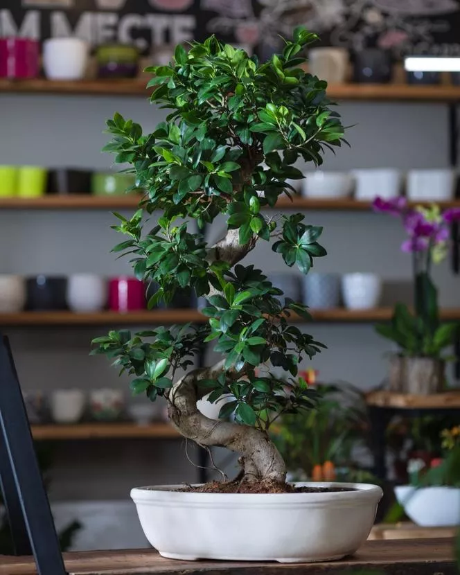 Ficus blunt=Фикус тъп - Ficus microcarpa, syn. Фикус ретуза