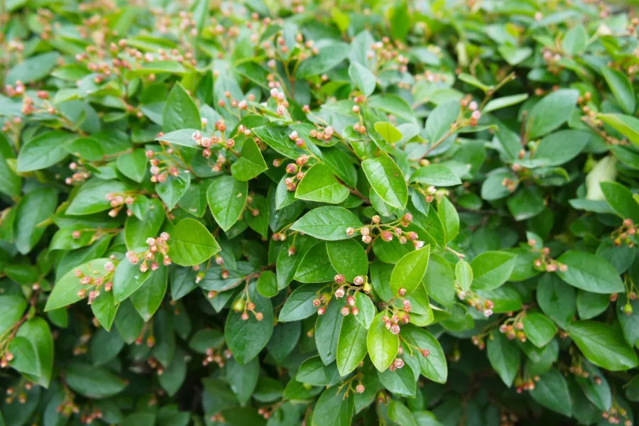 Cotoneaster - Cotoneaster lucidus