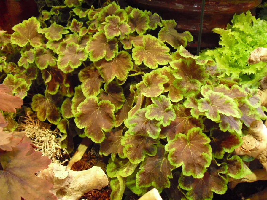 Heucherella 'Solar Eclipse'=Heucherella 'Solar Eclipse'